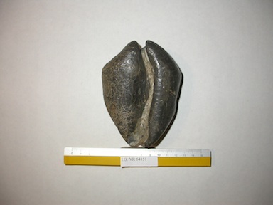 I.G.VR64151_Cipraea_roncana