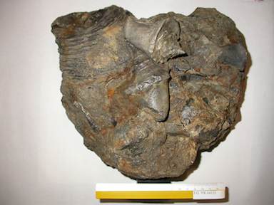 I.G.VR64153_Strombus_Ostrea_Tympanotonos.