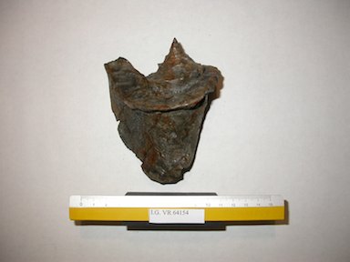I.G.VR64154_Strombus_fortisi
