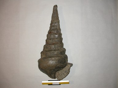 I.G.VR64162_Campanile_defrenatum