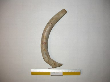 I.G.VR64164_Costola_di_Prothoterium_veronense