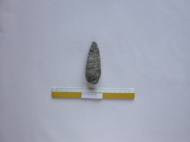 I.G.VR64243_Clava_striata