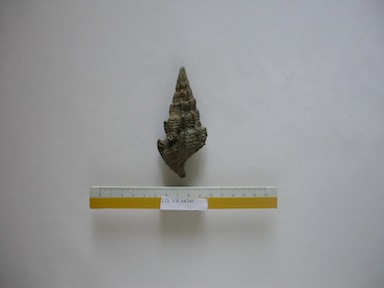 I.G.VR64245_Pyrazus_vulcanicus