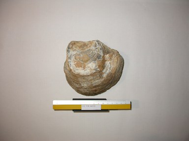 I.G.VR64339_Ostrea_roncana