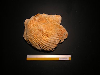 I.G.VR85122_Cardita_roncana