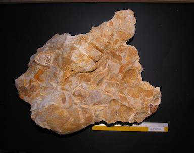 I.G.VR85140_Campanile_defrenatum