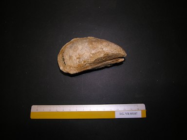 I.G.VR85187_Mytilus_sp