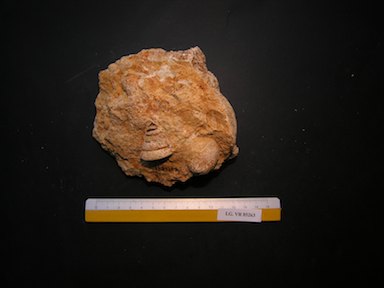 I.G.VR85263_Calliostoma_sp