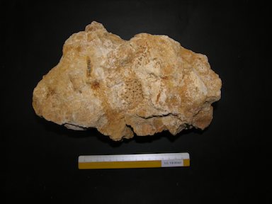 I.G.VR85363_Corallo_(impronta)