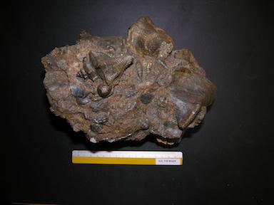 I.G.VR85429_Gasteropodi_e_bivalvi