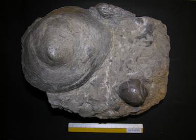 I.G.VR85431_Velates_schmidelianus_con_Ampullina_vulcani