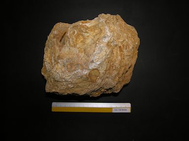 I.G.VR85436_Ostrea_roncana
