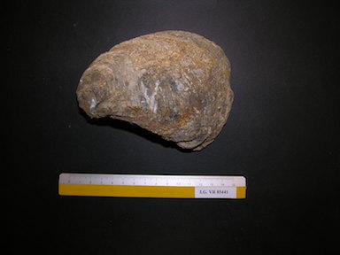I.G.VR85441_Ostrea_roncana
