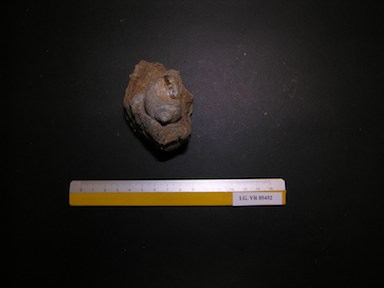 I.G.VR85452_Ampullina_vulcani