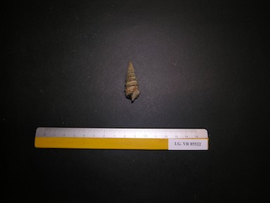 I.G.VR85522_Tympanotonos_sp