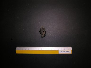 I.G.VR85546_Melongena_subcarinata