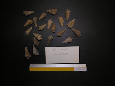 I.G.VR85575_Potamides_sp