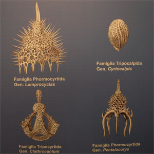 Museo-Ronca-f0raminiferi