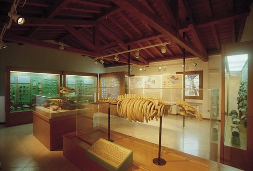 Museo-Ronca-2-Dugongo-