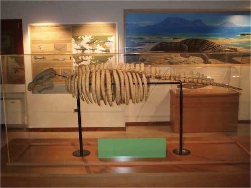 Museo-Ronca-3-Dugongo-