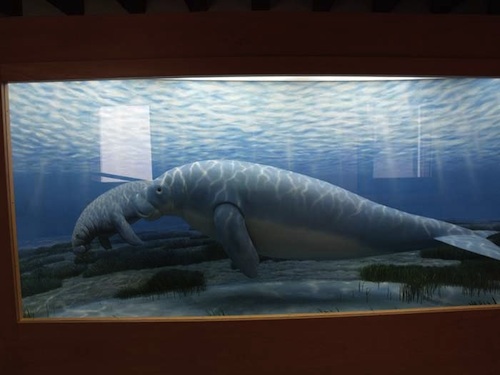 Museo-Ronca-4-Dugongo-