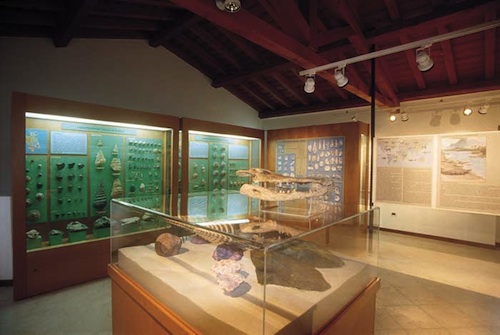 Museo-Ronca-5-Crocodilus-