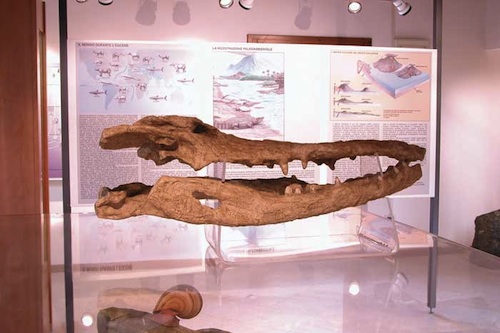 Museo-Ronca-6-Crocodilus-