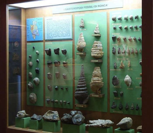 Museo-Ronca-7-Gasteropodi-
